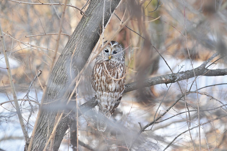 (사진 국립생물자원관)/뉴스펭귄