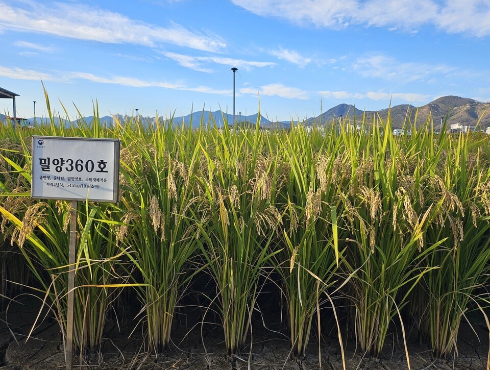 메탄 발생을 줄이면서 품질과 생산성은 갖춘 저탄소 벼 품종 ‘감탄’. (사진 농촌진흥청)/뉴스펭귄