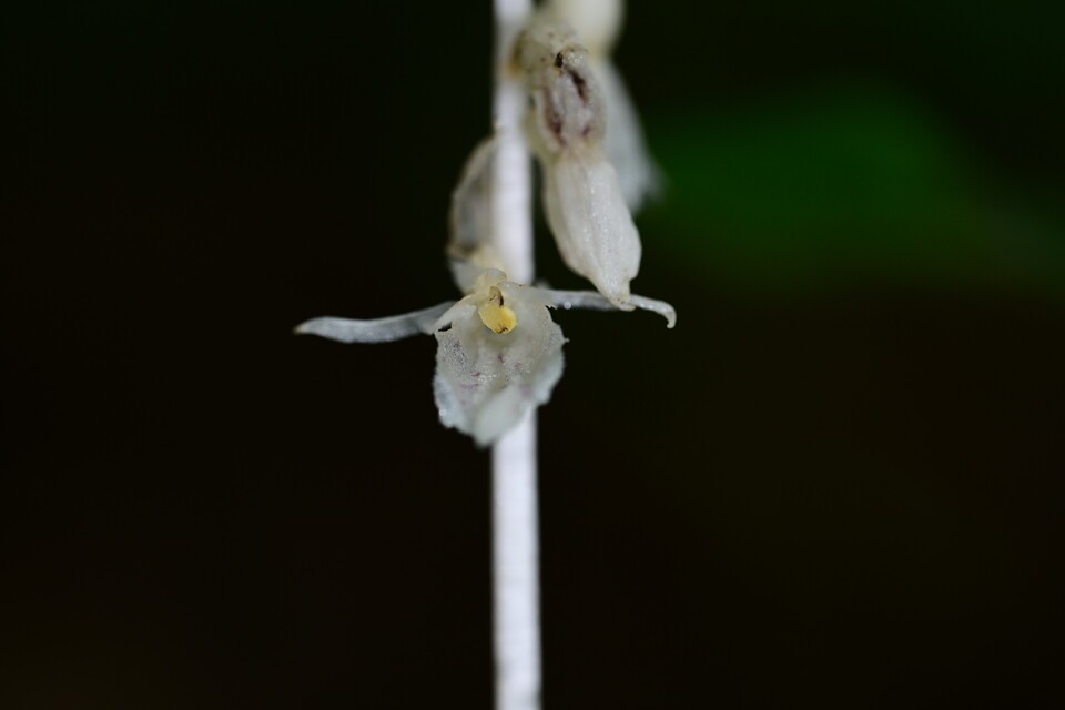 제주에서 발견된 유령란속 미기록 후보 종 식물 개화 모습. (사진 난대·아열대산림연구소)/뉴스펭귄