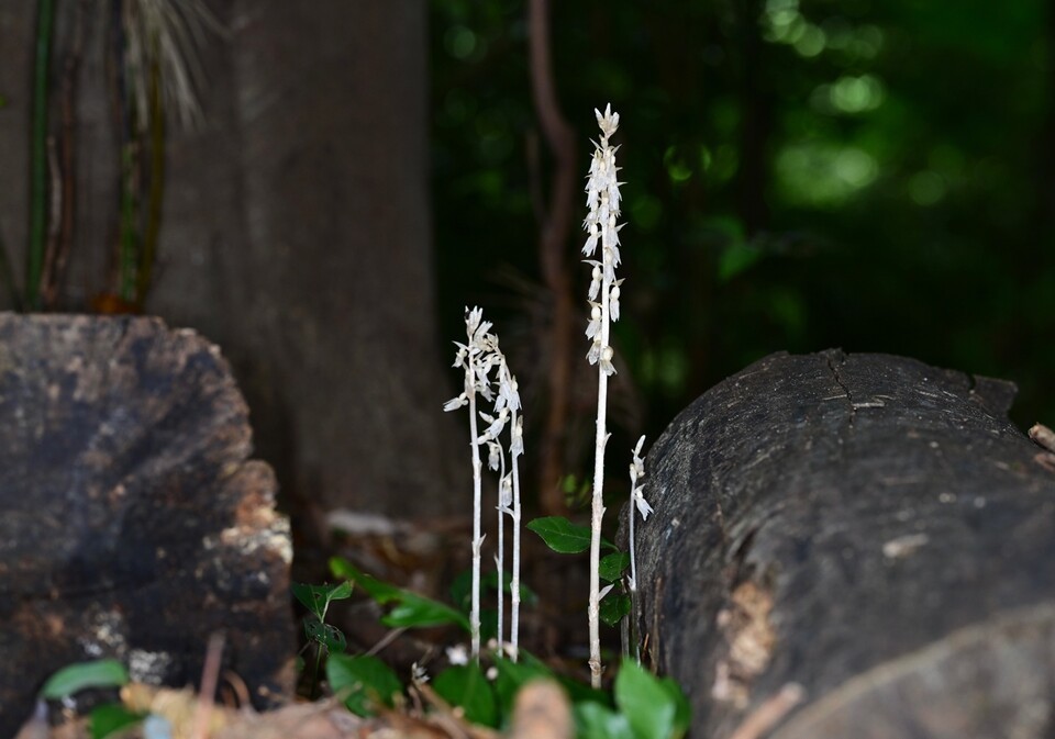 제주에서 발견된 아열대·열대성 식물. (사진 난대·아열대산림연구소)/뉴스펭귄