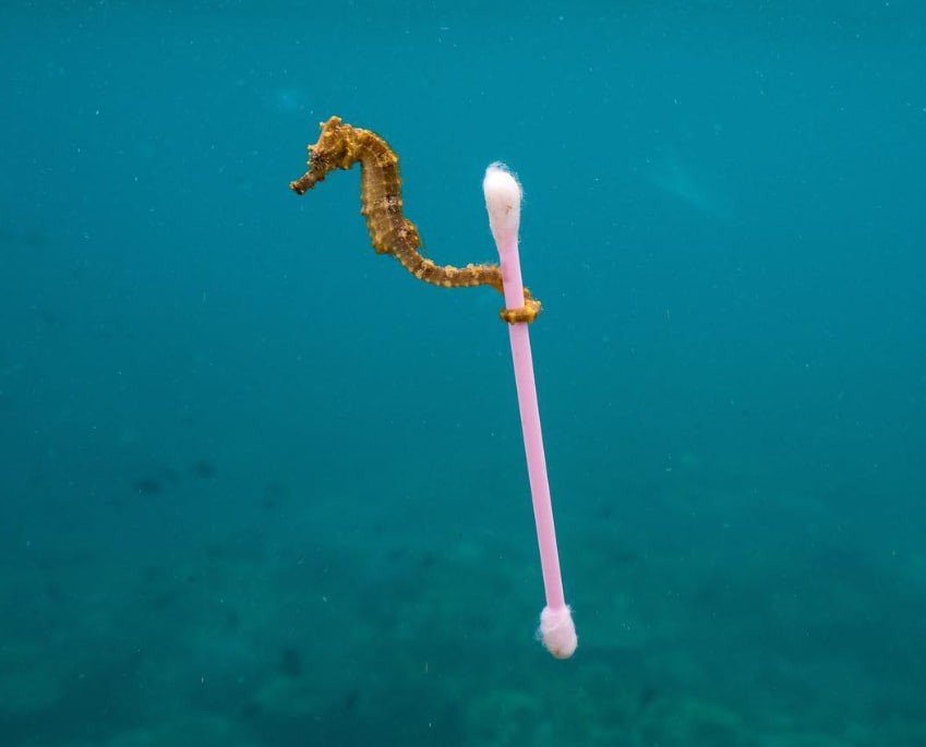 (사진 justinhofman 인스타그램)/뉴스펭귄