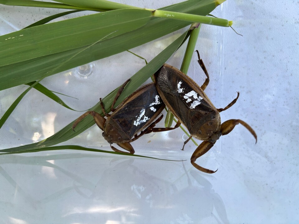 멸종위기 야생생물 2급 물장군. (사진 청주시 제공, 본지DB)/뉴스펭귄