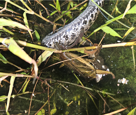 쇠살모사를 사냥하는 물장군. (사진 산림청, 본지DB)/뉴스펭귄