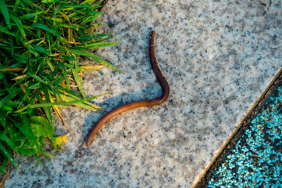 한국에서 흙을 비옥하게 만드는 토종 지렁이 일부 종은 미국과 유럽에선 생태계교란 침입종이다. (사진 클립아트코리아)/뉴스펭귄