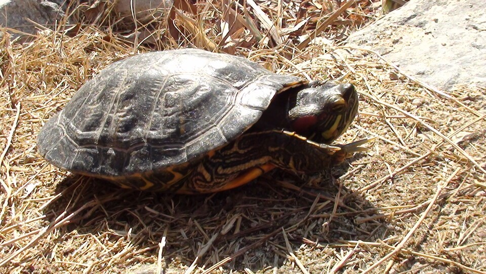 붉은귀거북은 일부 미국 지역에선 자연 서식지 보전 대상이기도 하다. (사진 국립생물자원관)/뉴스펭귄