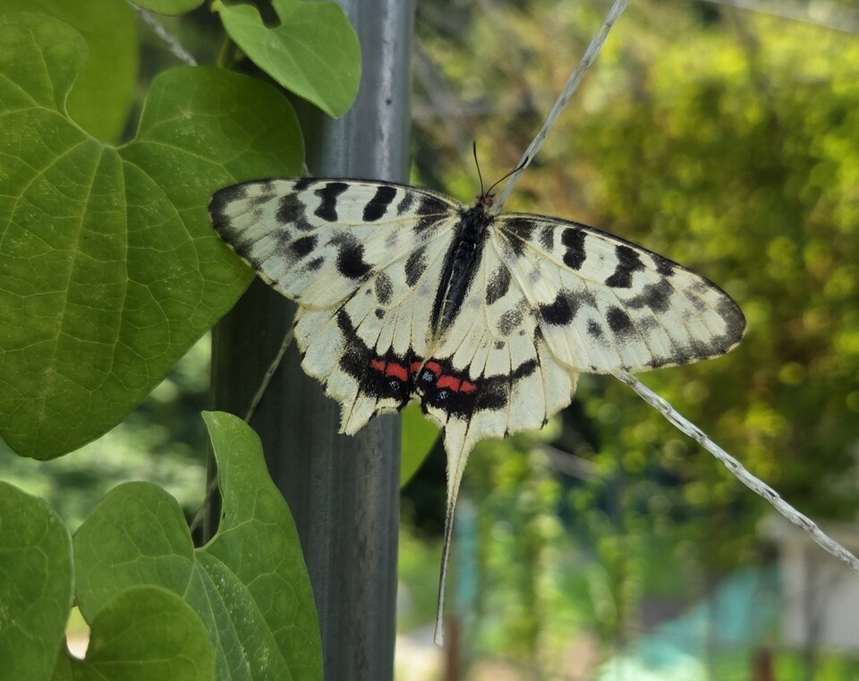 동탄복합문화센터 생태교육공간에서 관찰된 꼬리명주나비. (사진 화성시)/뉴스펭귄