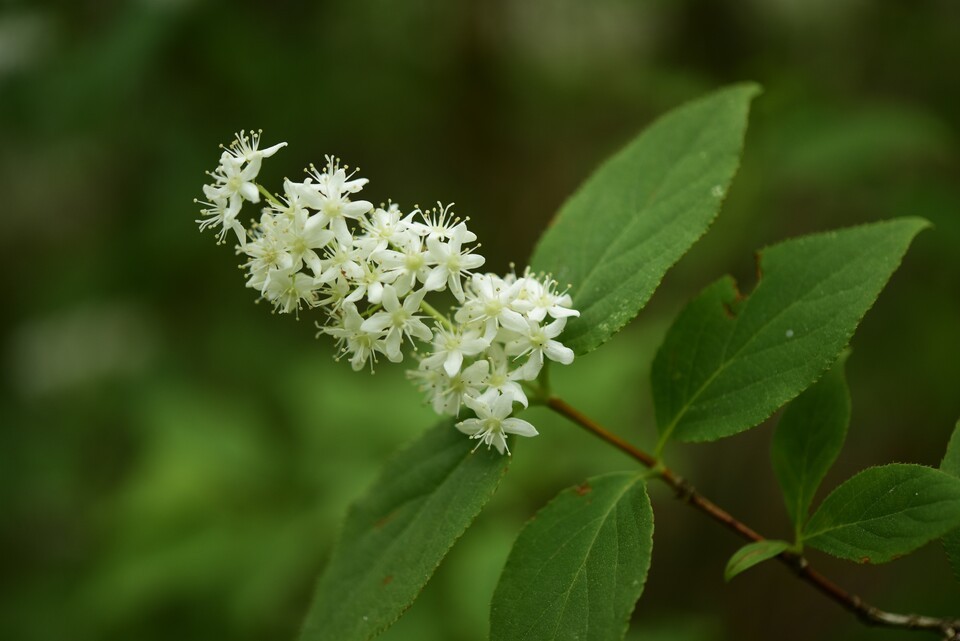 꼬리말발도리. (사진 국립수목원)/뉴스펭귄