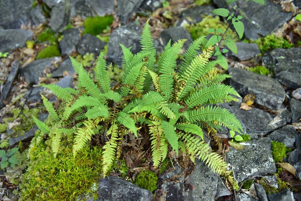 주저리고사리. (사진 국립수목원)/뉴스펭귄