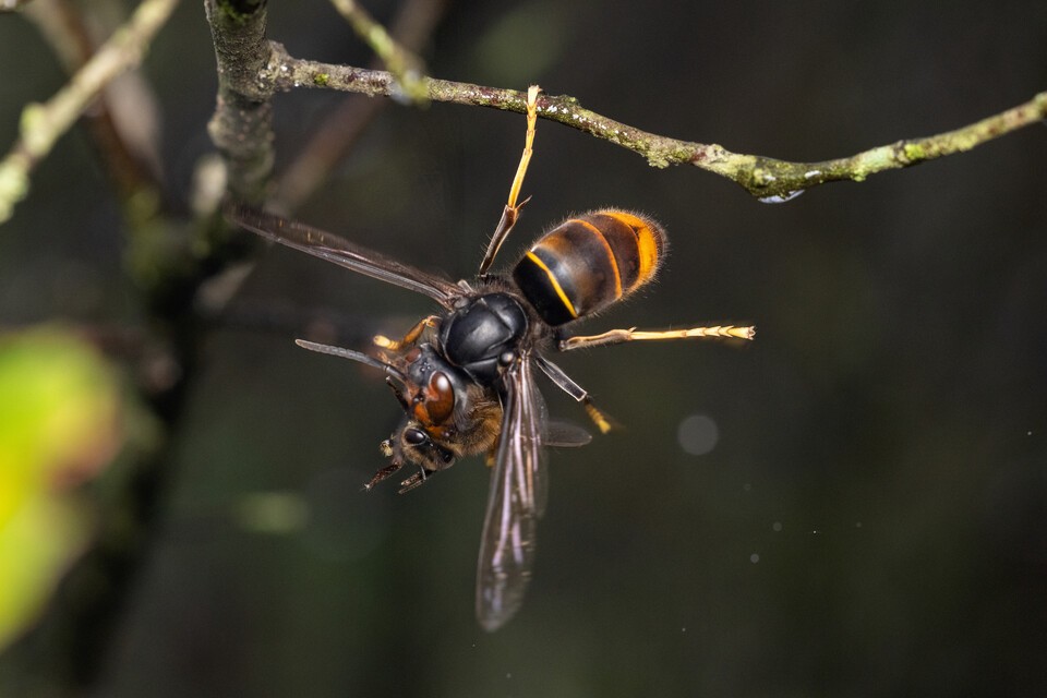 다른 벌을 잡아먹는 등검은말벌 (사진 클립아트코리아)