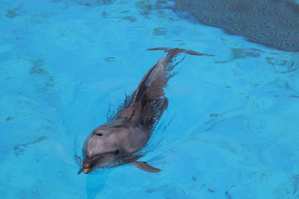 거제씨월드의 큰돌고래. (사진 핫핑크돌핀스)/뉴스펭귄
