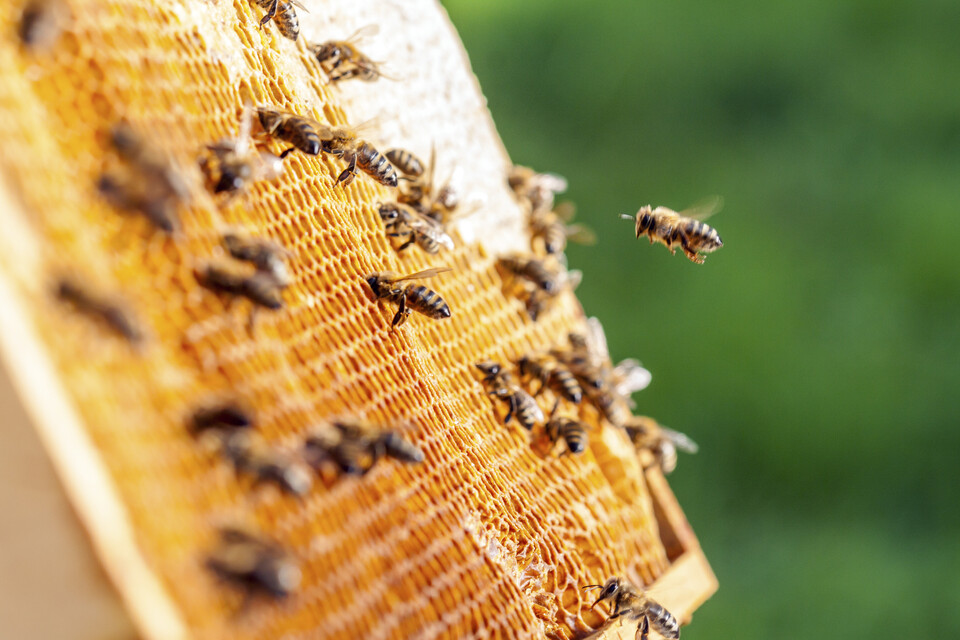 질병 감염 꿀벌이나 날개 기형 꿀벌, 애벌레 이상 등 16가지 병해충 및 생육 정보를 동시에 분석하는  AI 기술이 개발됐다. (사진 클립아트코리아) / 뉴스펭귄