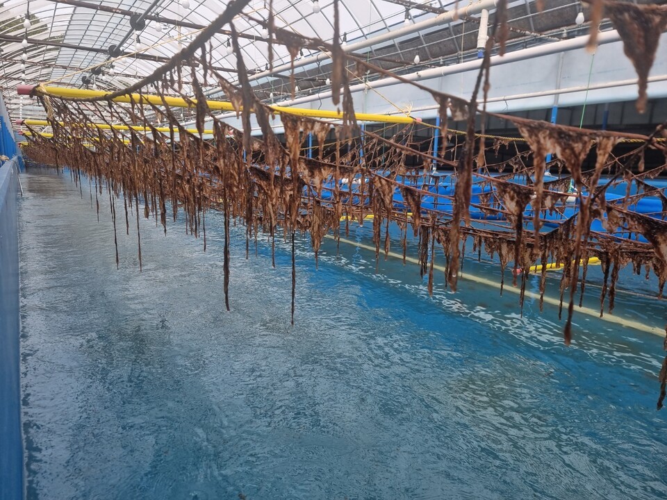 대상㈜이 김 육상양식을 위해 전남 고흥군에 조성했던 1차 시범 양식장 전경. (사진 대상)/뉴스펭귄