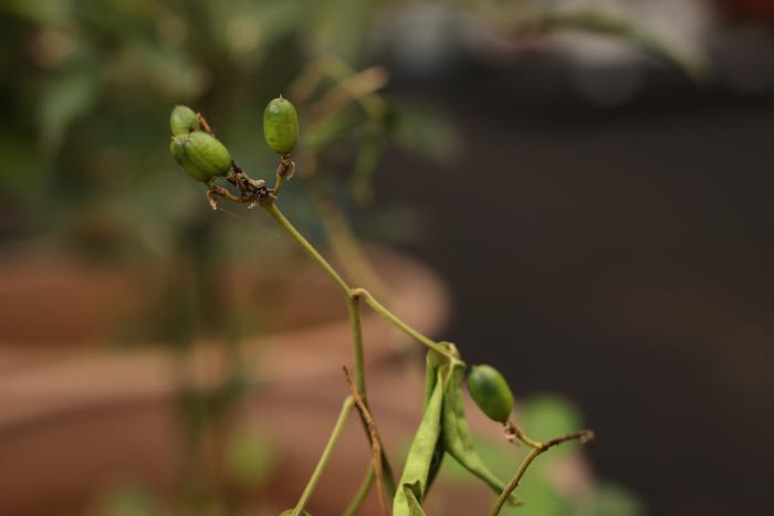 멸종위기 야생생물 Ⅰ급 ‘만년콩’. (사진 국립생태원)/뉴스펭귄