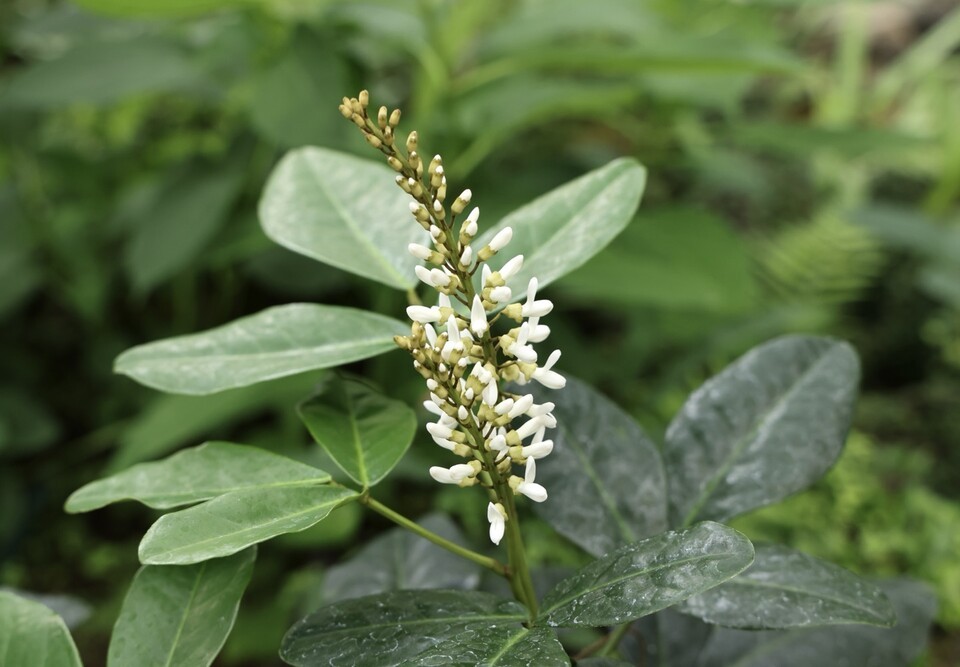 만년콩. (사진 국립생태원)/뉴스펭귄