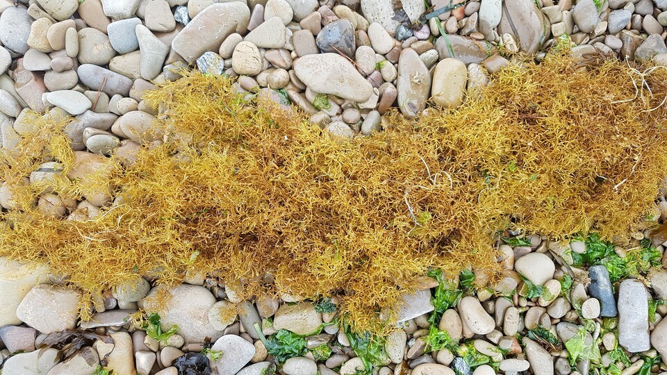 모자반이 기후변화로 국내 연안에서 대거 사라질 수 있다는 연구결과가 발표됐다. 사진은 모자반. (사진 국립생물자원관)/뉴스펭귄