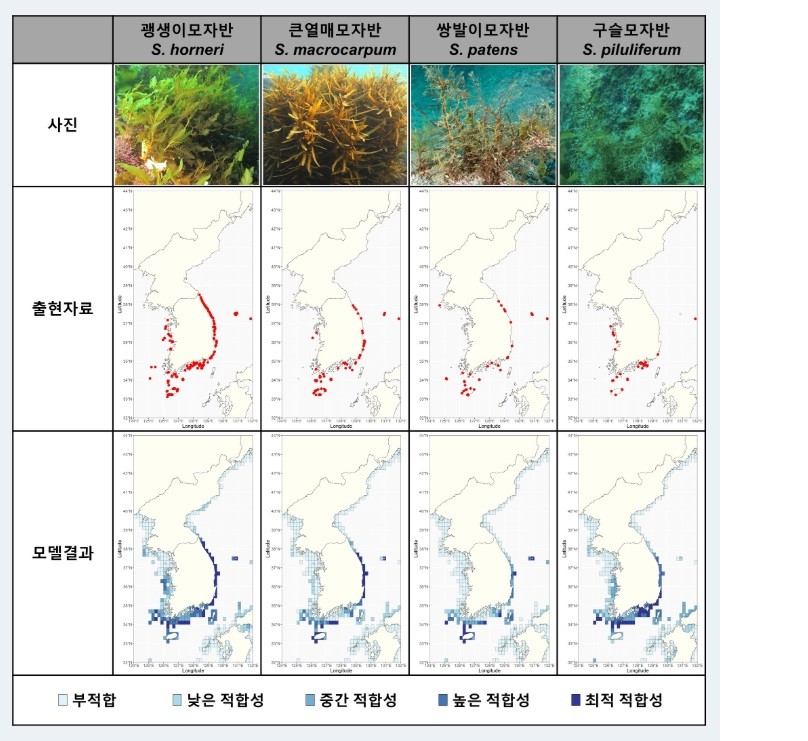 모자반 종별 사진 및 출현 위치와 모델을 이용한 현재 적합 생육지 추정 결과. (사진 한국해양과학기술원)/뉴스펭귄