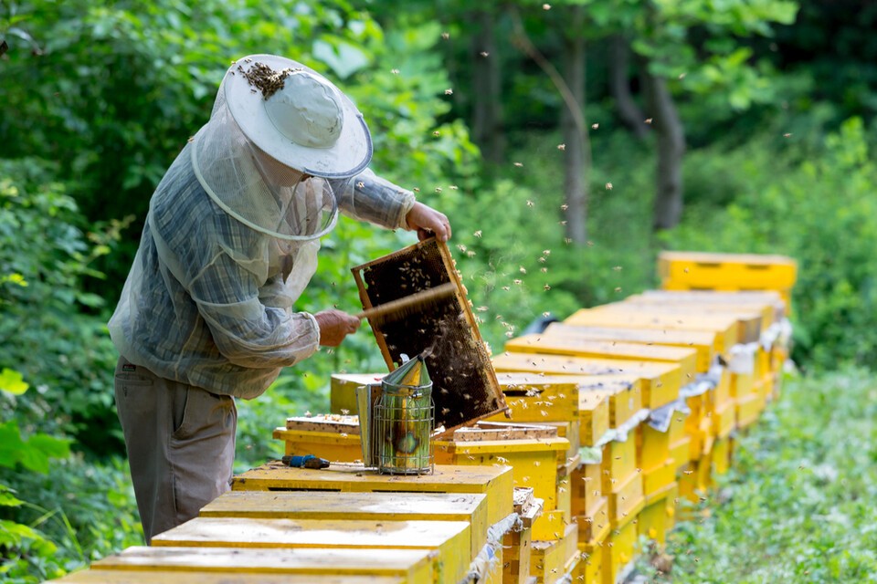 기후위기로 꿀벌의 생존 위협이 더 높아지고 있다. 독자 이해를 돕기 위한 사진으로 기사 내용과 직접적인 관련 없음. (사진 클립아트코리아)/뉴스펭귄
