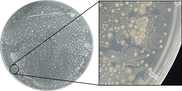 발견된 균주 656개 중 9종 55개는 잠재적 병원성 세균으로 분류됐다. 잠재적 병원성 균주로 확인된 Paenibacillus glucanilyticus. (사진 극지연구소 제공)/뉴스펭귄