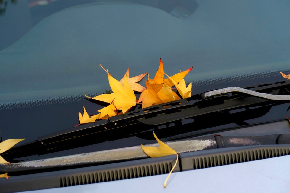 조기 낙엽 현상은 극심한 폭염과 가뭄의 직접적인 결과다. 사진은 독자 이해를 돕기 위한 이미지. (사진 클립아트코리아)/뉴스펭귄