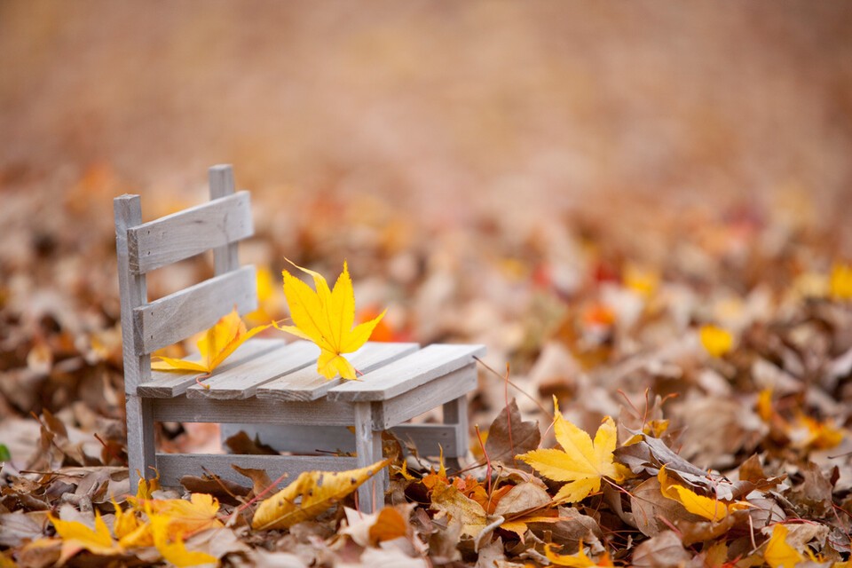 기후변화는 나무 고사율 증가에 명백한 영향을 미치고 있다. (사진 클립아트코리아)/뉴스펭귄