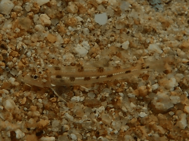 멸종위기 야생생물 1급 흰수마자가 10년 만에 낙동강에서 다시 발견됐다. (사진 성무성)/뉴스펭귄