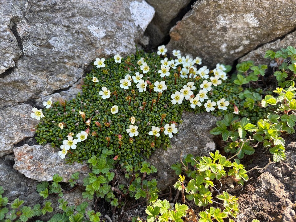 멸종위기 야생생물 Ⅰ급 ‘암매’. (사진 국립생태원)/뉴스펭귄