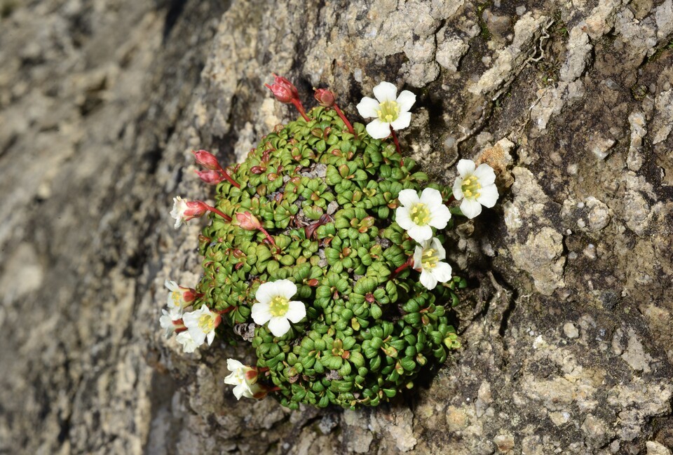암매. (사진 국립생태원)/뉴스펭귄