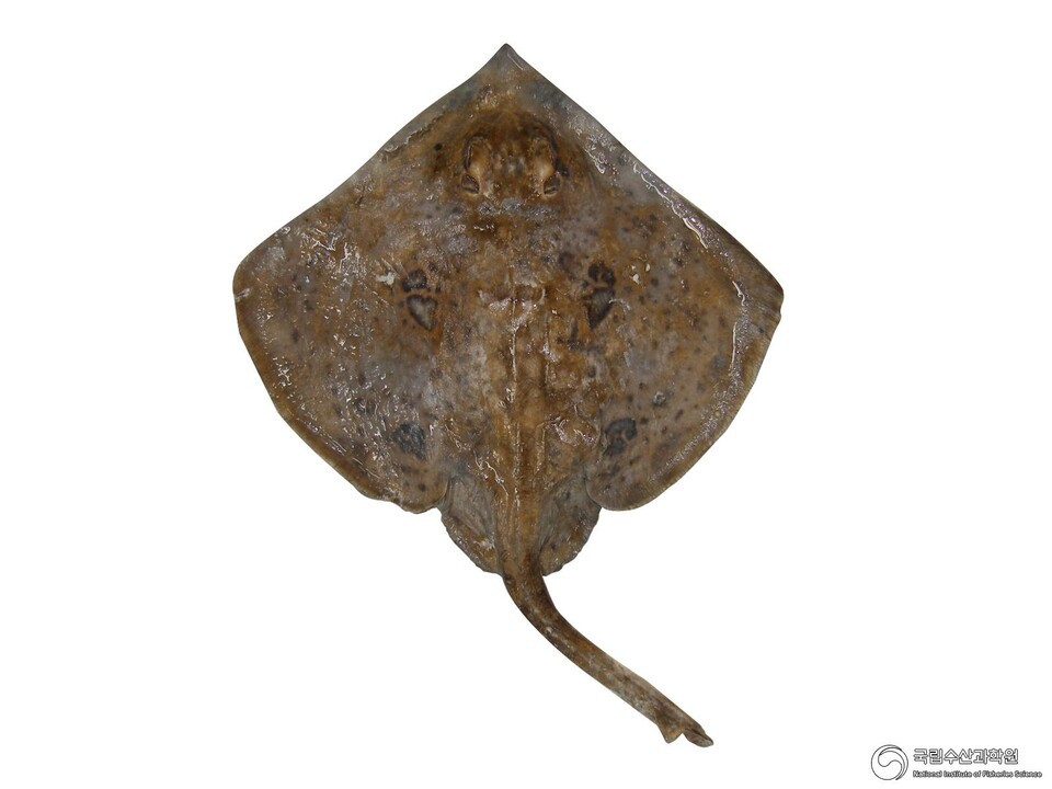 (사진 국립수산과학원)/뉴스펭귄