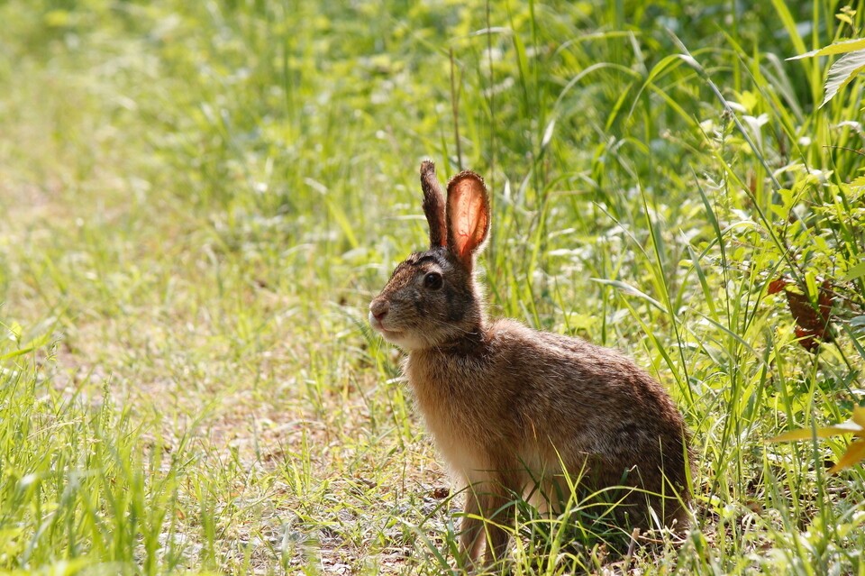 멧토끼 (사진 한상훈 한반도야생동물연구소장 제공)/뉴스펭귄