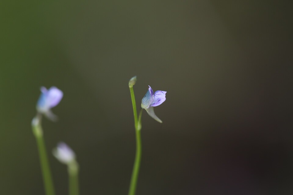 9월의 멸종위기 야생생물로 선정된 자주땅귀개. 벌레잡이주머니를 이용해 물벼룩 등 작은 생물을 잡아먹는다.(사진 국립생물자원관)