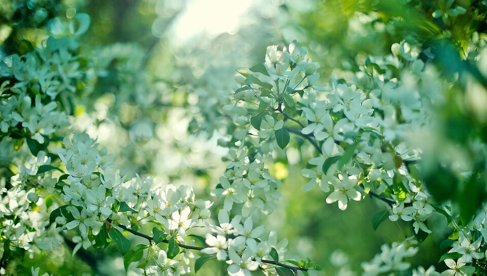 기후변화 등으로 외래 산림해충 유입이 늘어나고 있다. 사진은 독자 이해를 돕기 위한 이미지. (사진 클립아트코리아)/뉴스펭귄