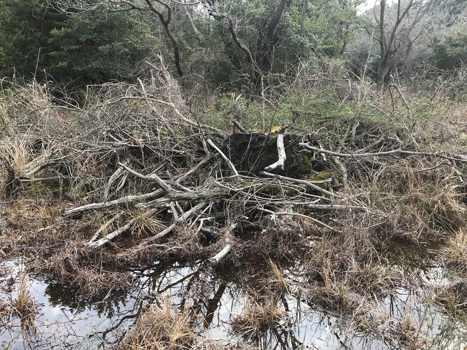 지난 2022년, 소나무재선충병 방제작업으로 훼손된 제주고사리삼 서식지. 사진은 독자 이해를 돕기 위한 이미지로 기사 특정 내용과 관계없음. (사진 곶자왈사람들)/뉴스펭귄
