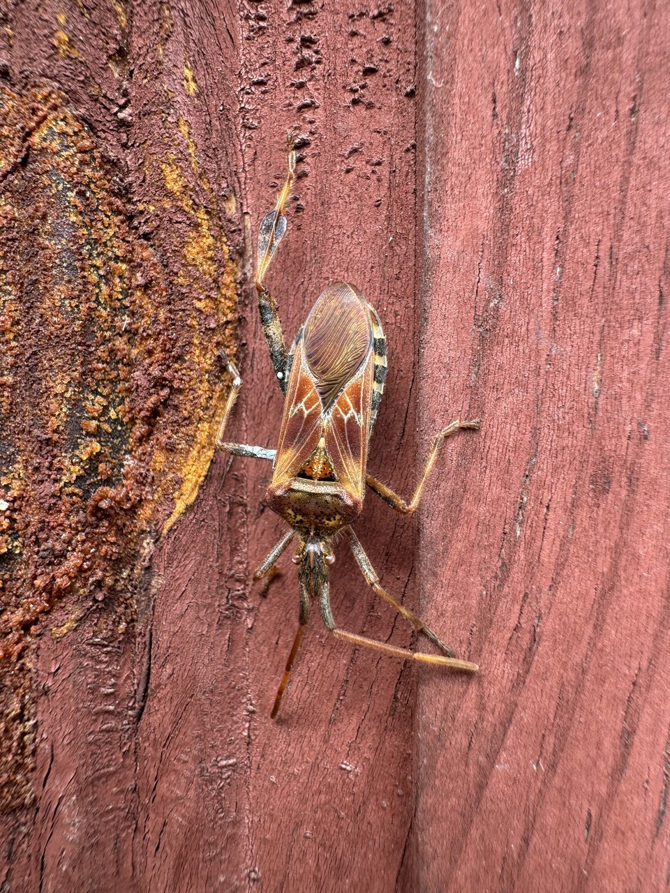 소나무허리노린재. 북미 원산으로 1990년대 후반에 유럽 유입이 발견된 이후 세계 전역으로 빠르게 확산되고 있다. 국내에는 2010년 이후 이들에 의한 잣 피해 등이 보고됐다. (사진 국립생물자원관)