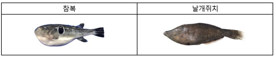 날개쥐치는 일반 식용 쥐치에 비해 몸집이 크고, 등지느러미에 가시가 있으며 꼬리가 날개처럼 크게 발달했다. 사진 오른쪽이 날개쥐치. (사진 식품의약품안전처)/뉴스펭귄