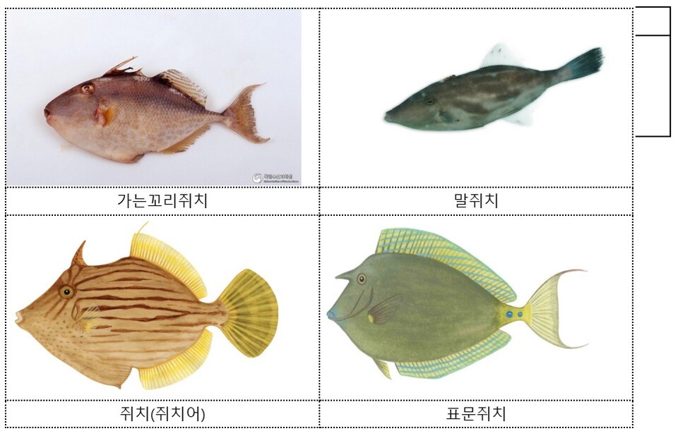 식용으로 허용된 쥐치 4종. (사진 식품의약품안전처, 출처 국립생물자원관 한반도의 생물다양성, 어류도감)