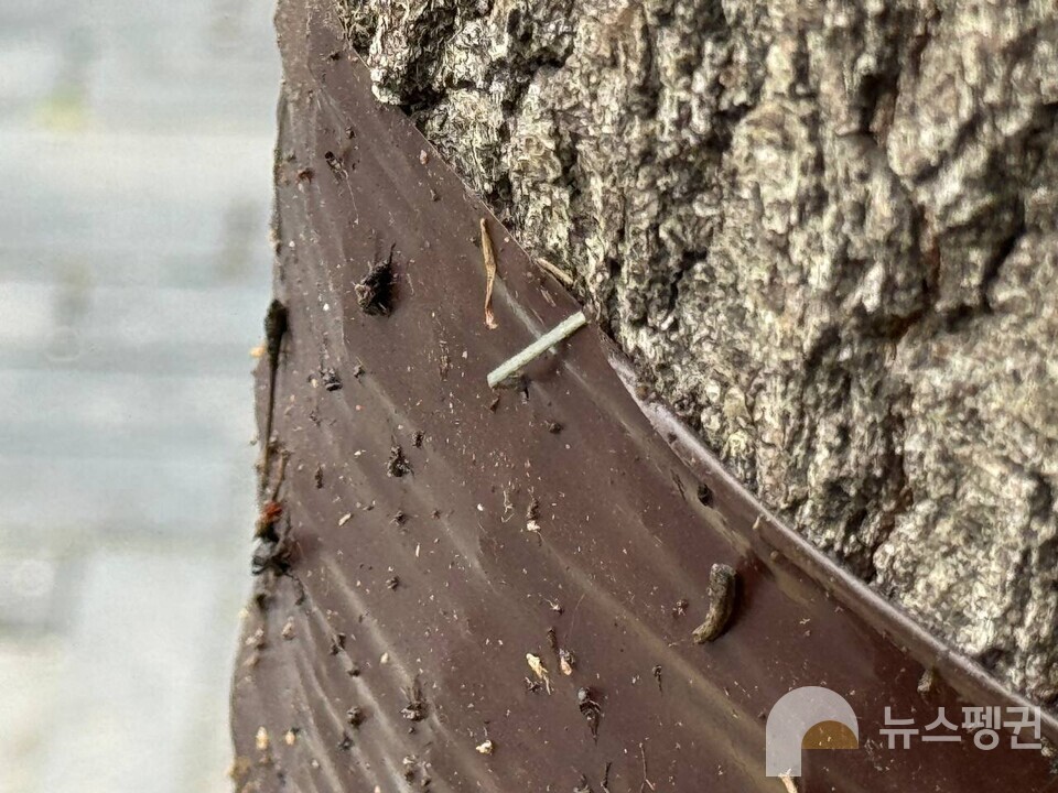 전시장 옆, 마포구 거리 가까이 끈끈이 트랩이 감싸진 나무를 볼 수 있었다. 나무에는 끈끈이 트랩을 고정하기 위한 철심이 박혀 있다. (사진 우다영 기자)/뉴스펭귄