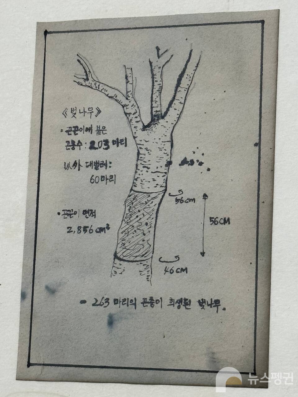성 연구원에 따르면 봉산에 끈끈이가 설치된 나무만 5천 그루, 한 그루당 263마리 곤충이 조사됐다. (사진 우다영 기자)/뉴스펭귄