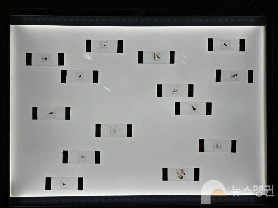 끈끈이에 붙어 분해된 곤충 잔해들. (사진 우다영 기자)/뉴스펭귄