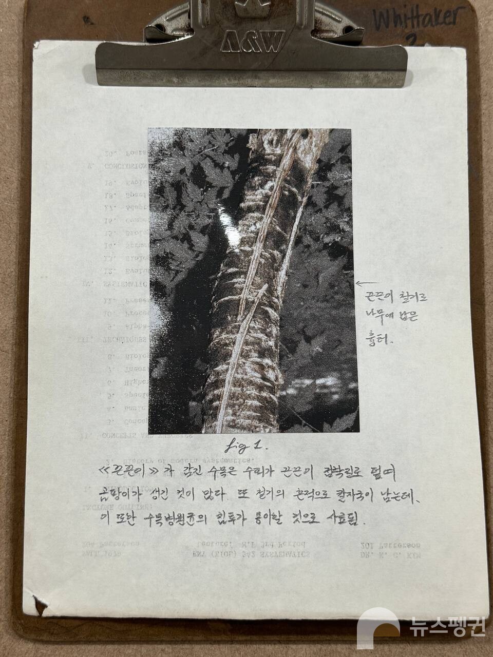 나무는 피부로 숨을 쉬는데, 끈끈이가 붙어 숨구멍이 막혀 속이 썩고, 철거 과정에서 남은 칼자국은 병원균 침투 통로가 된다. (사진 우다영 기자)/뉴스펭귄