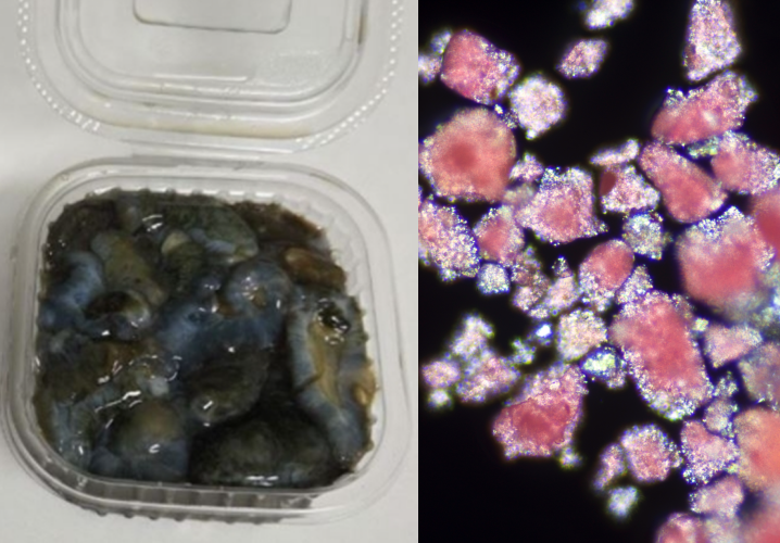 최근 부산의 한 횟집에서 해삼 2~3마리를 '시가'란 이유로 7만원에 판 일이 알려지며 해삼이 '바가지 씌우기' 논란 중심에 섰다. 관광지 해산물 가격 논란이 계속되고 있으나 정작 인체에 직접적 영향을 미치는 해산물 속 미세플라스틱에 대한 관심은 그에 미치지 못하고 있다. (사진 보배드림, 클립아트코리아)