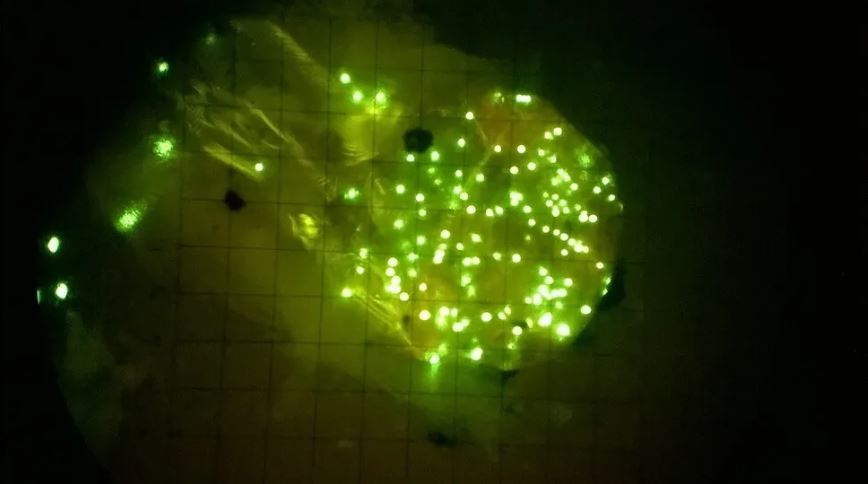 보리새우 위장 안을 가득 채운 형광물질로 처리된 미세플라스틱. 새우가 먹이로 잘못 알고 먹은 것이다. 이 사진이 공개된 지 몇년이 지났지만 해양생물 몸 속 미세플라스틱의 존재는 도시를 떠도는 공포처럼 남아있다. 마이유 레티니에미 박사 연구팀 제공