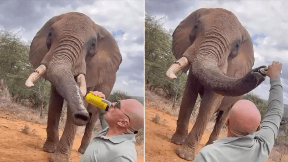 케냐 올 조기 보호구역에 사는 코끼리 '부파'의 코에 맥주를 붓는 남성 (사진 BBC 캡처)