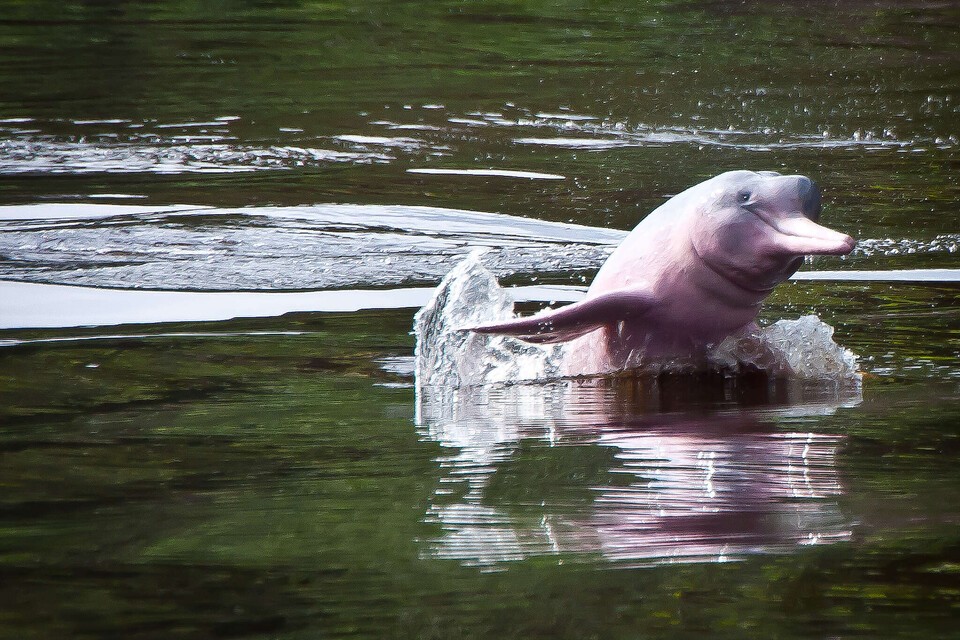 독특한 분홍색으로 유명한 아마존강돌고래. (사진 그린피스, Peyton Olesen / IStock)/뉴스펭귄