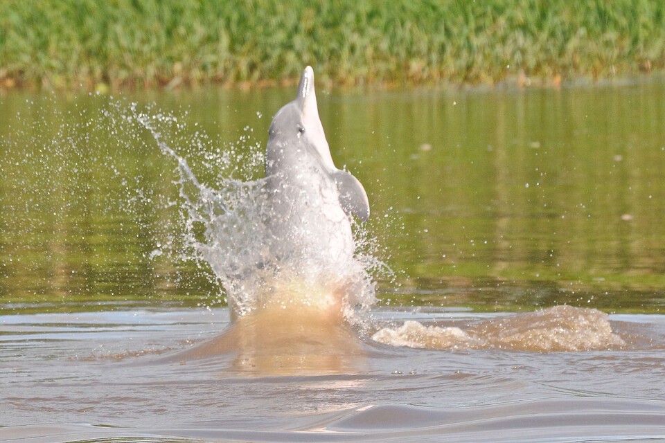 사회적인 동물로도 알려진 민물 돌고래 투쿠시. (사진 그린피스, KIKE CALVO / Alamy Stock Photo)/뉴스펭귄