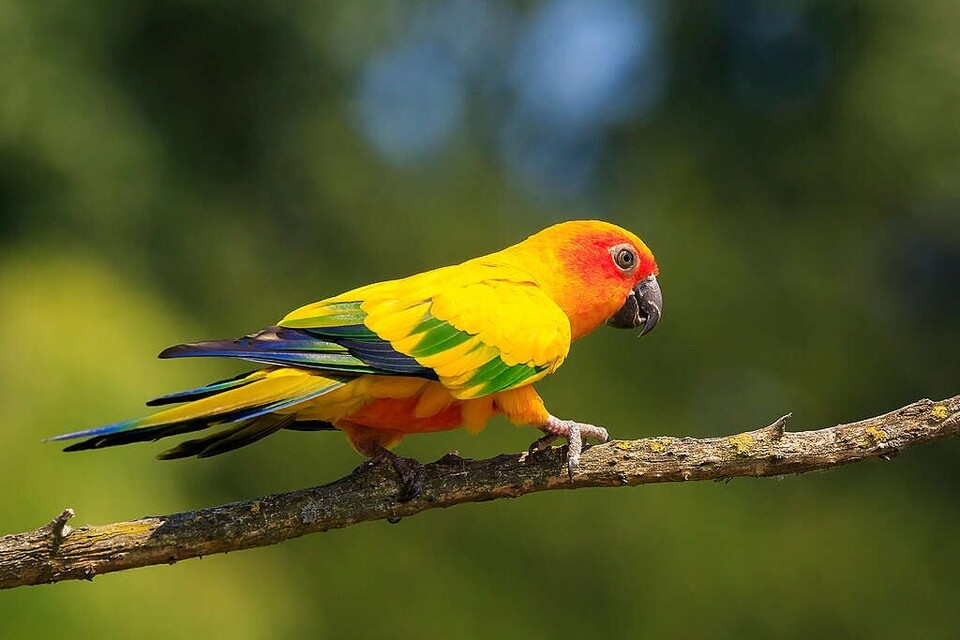 (사진 그린피스, Sander Meertins / Alamy Stock Photo)/뉴스펭귄