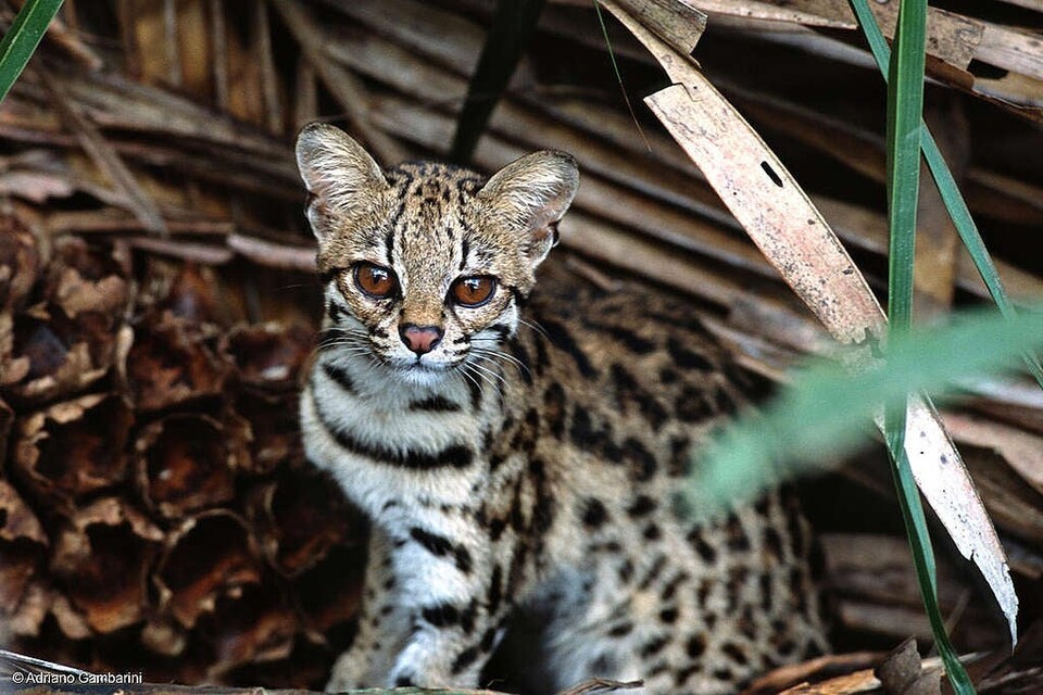 중남미에 서식하는 작은 고양이과 동물 마게이. (사진 그린피스)/뉴스펭귄