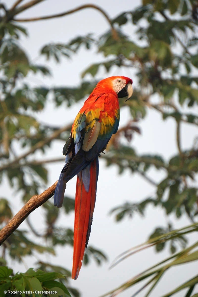 중남미 열대우림에 서식하는 금강 앵무. (사진 그린피스)/뉴스펭귄