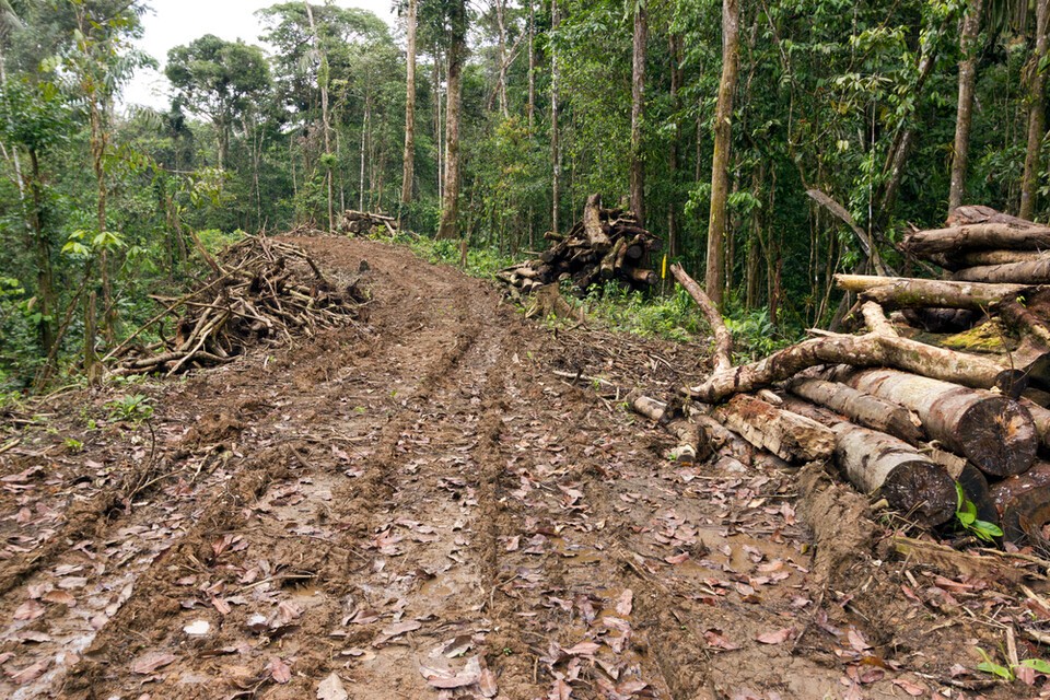 아마존 등 열대우림은 최근 1분에 축구장 18개 규모씩 사라지고 있다. 사진은 독자 이해를 돕기 위한 이미지. (사진 클립아트코리아)/뉴스펭귄
