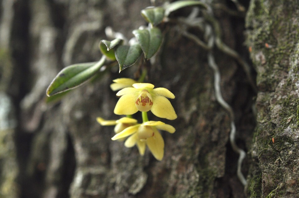멸종위기 야생생물 Ⅰ급 ‘비자란’. (사진 국립생물자원관)/뉴스펭귄