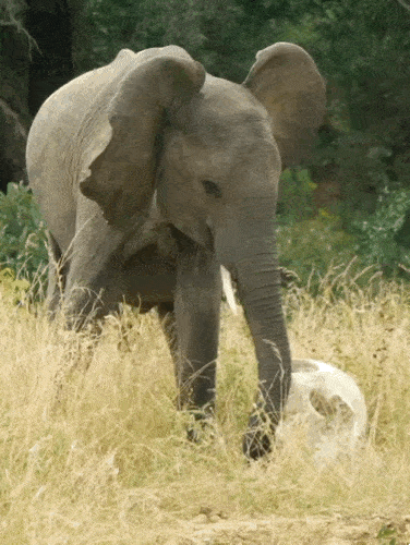 남아프리카공화국 클라세리 보호구역에서 한 코끼리가 땅에 놓인 두개골 앞에 멈춰 섰다. (영상 인스타그램 readysetsafari 피드 캡처)/뉴스펭귄